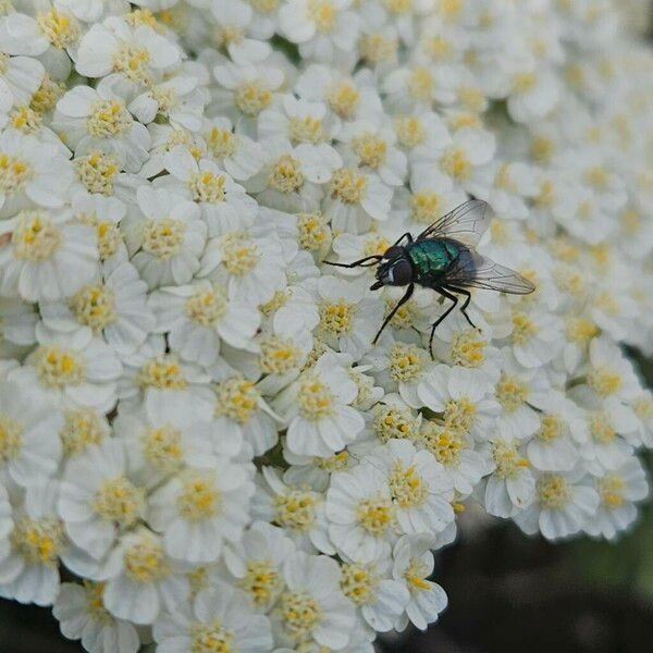 Achillea crithmifolia Flower