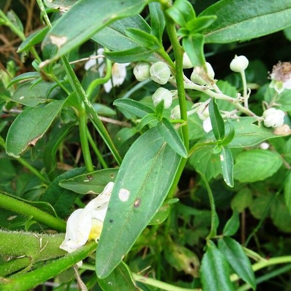 Antirrhinum siculum 葉