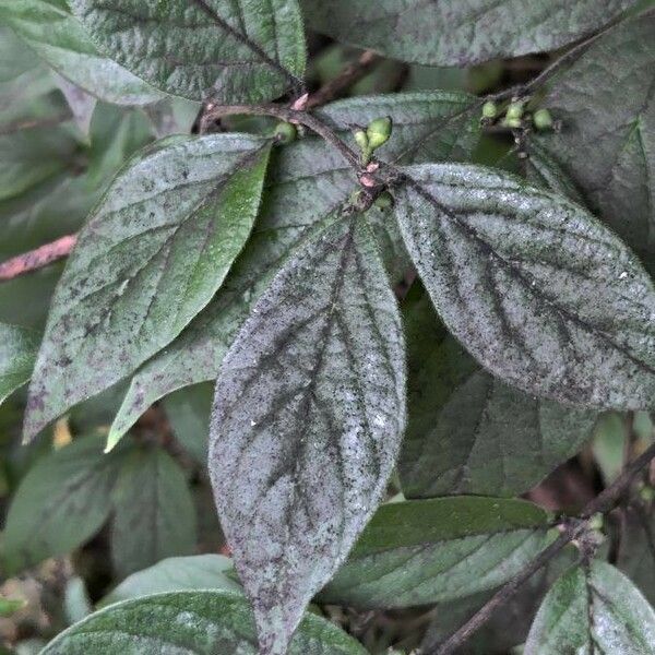 Hackelia virginiana Leaf