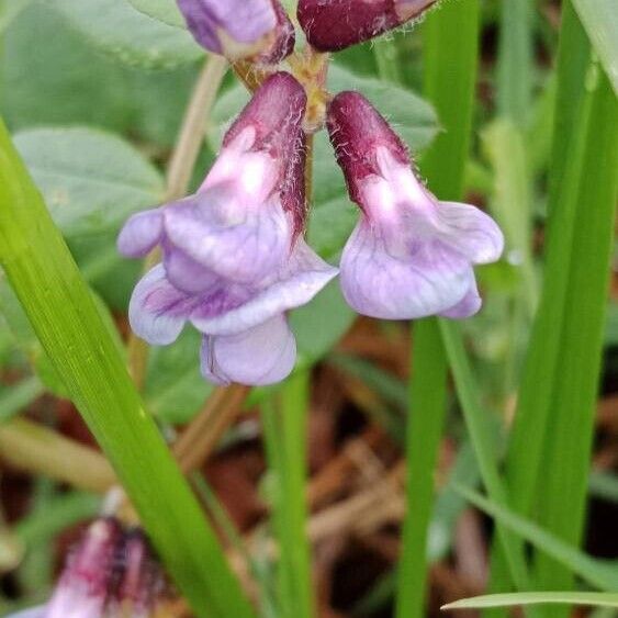 Vicia sepium Žiedas