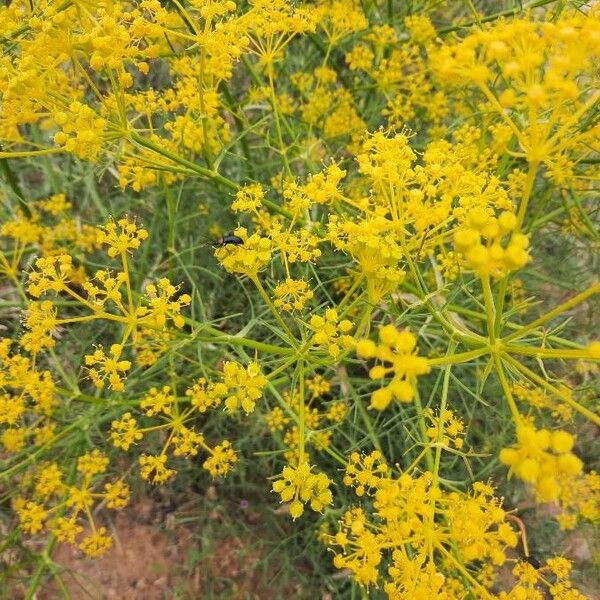 Cachrys libanotis Flower