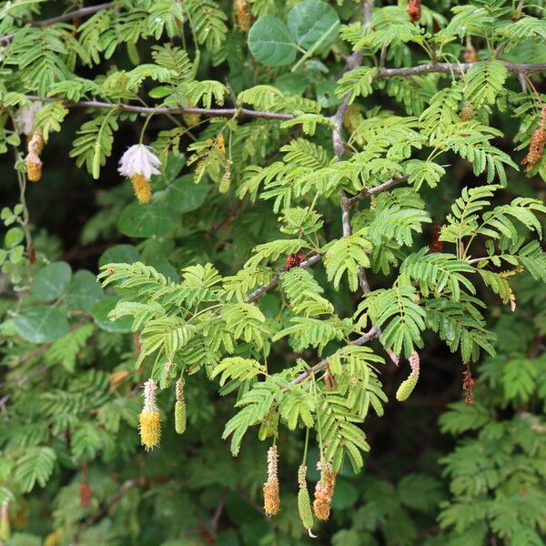 Dichrostachys cinerea Blad