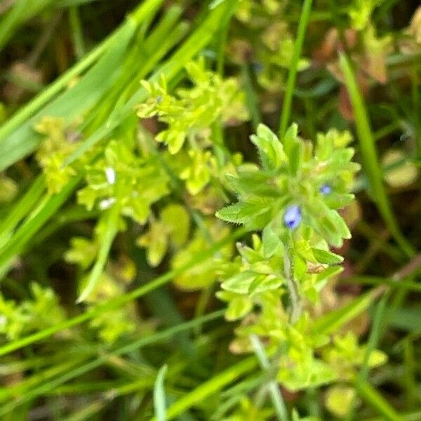 Veronica arvensis Flower