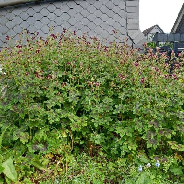 Geranium phaeum Elinympäristö