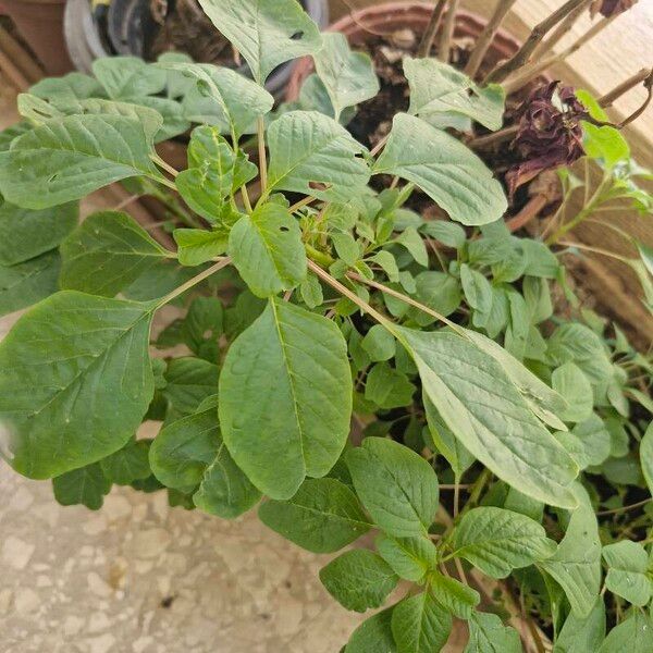 Amaranthus blitum Blad