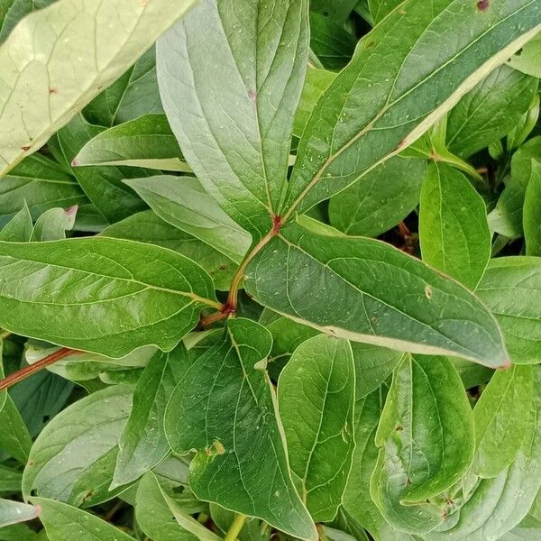 Paeonia lactiflora Leaf