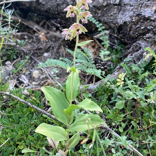 Epipactis helleborine Habitus