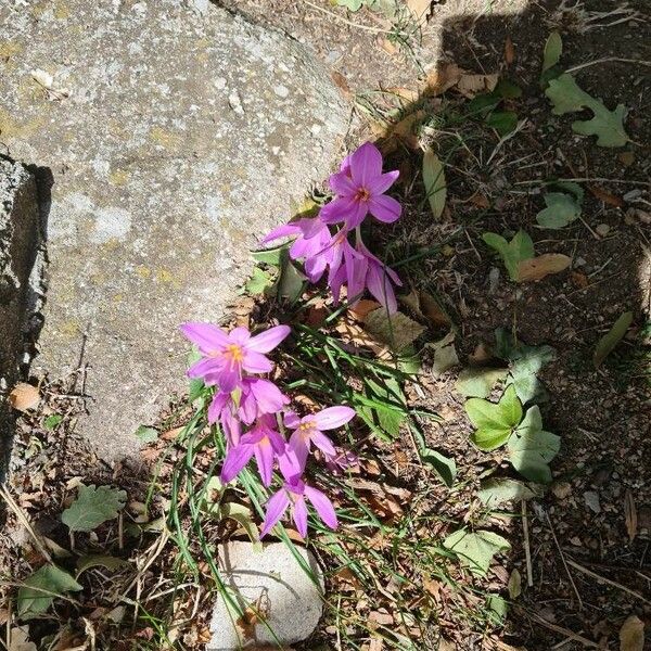 Colchicum cupanii Květ