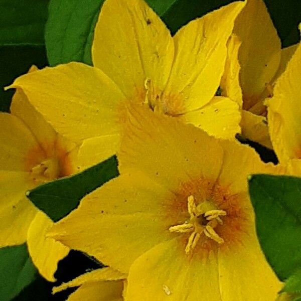 Lysimachia punctata Flower