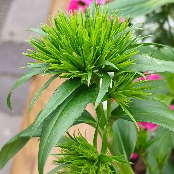 Dianthus barbatus Ліст