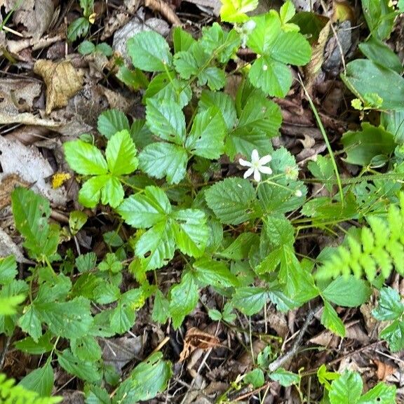 Rubus hispidus Листок