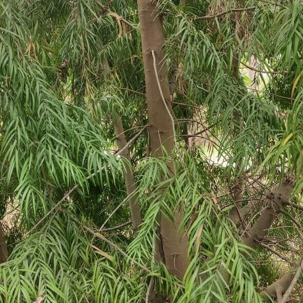 Afrocarpus gracilior Φλοιός