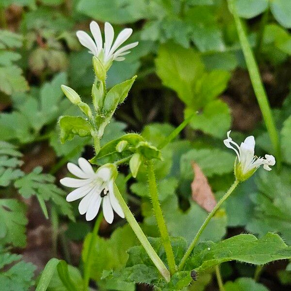 Stellaria nemorum Кветка