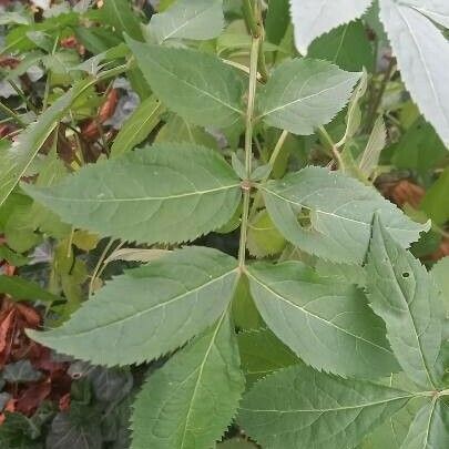 Sambucus racemosa Fuelha