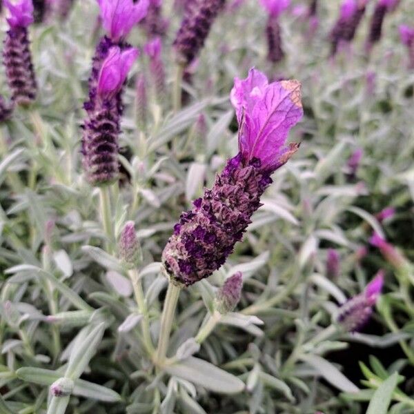 Lavandula stoechas Квітка