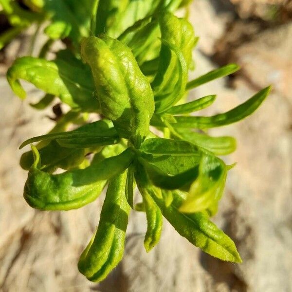 Dittrichia viscosa Leaf