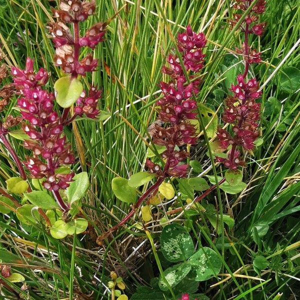 Thymus pulegioides Vivejo