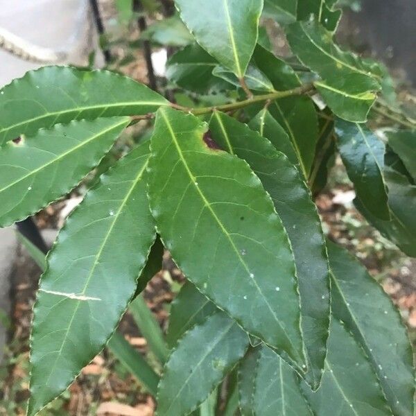 Laurus nobilis Blatt