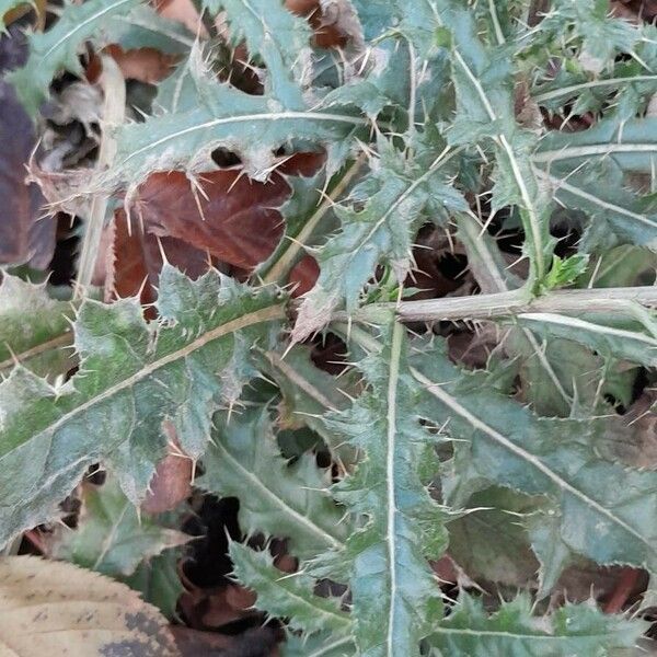 Cirsium arvense पत्ता