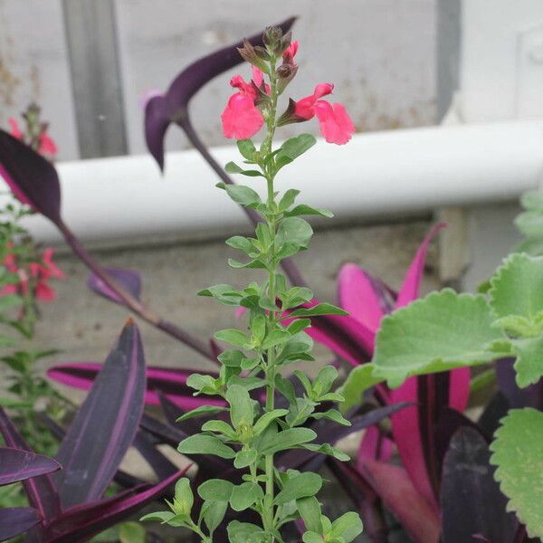 Salvia × jamensis Flors