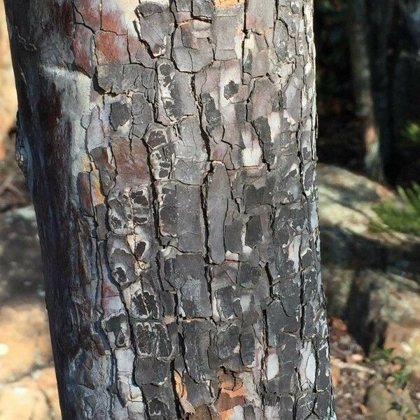 Ochna pulchra Bark