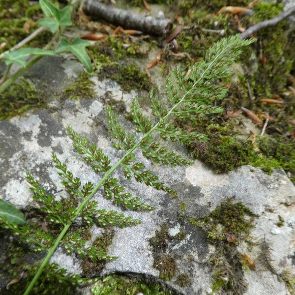 Cystopteris fragilis Blad