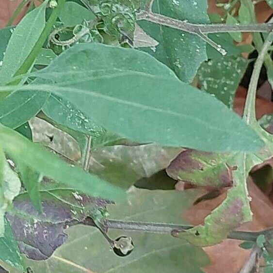 Atriplex patula Leaf