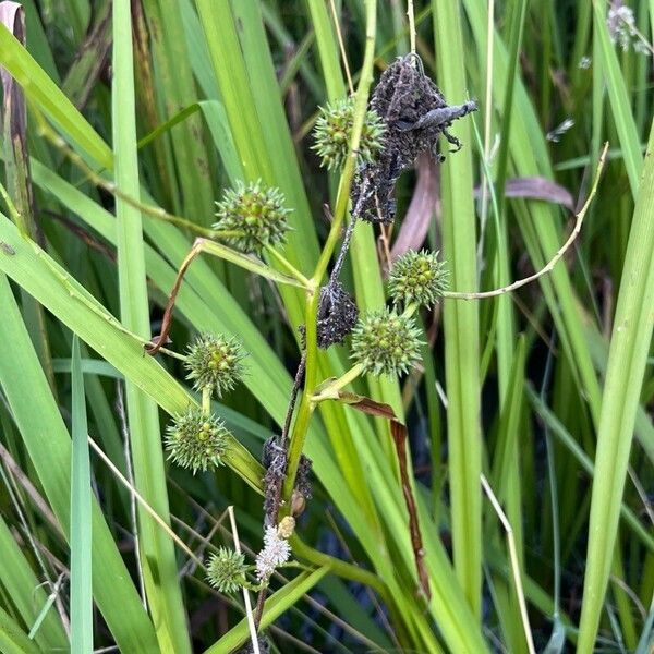 Sparganium erectum Frugt