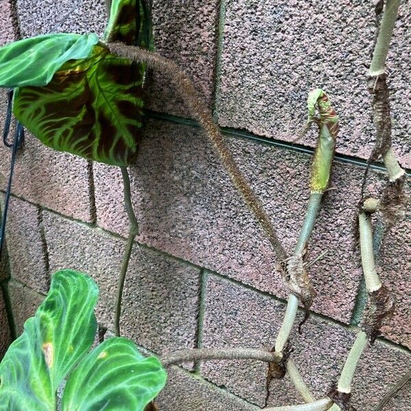 Philodendron verrucosum Flower