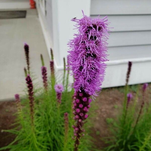 Liatris pycnostachya 花