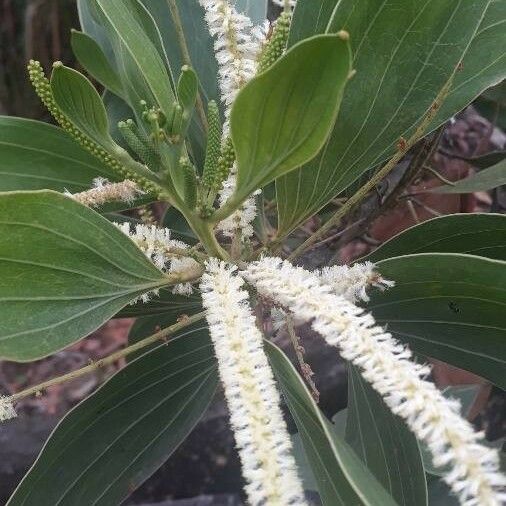 Acacia mangium Flower