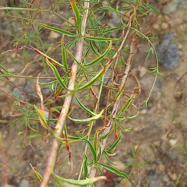 Epilobium brachycarpum Blad