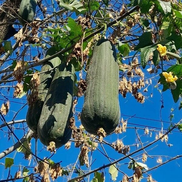 Luffa aegyptiaca फल