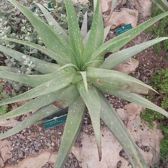 Aloe gariepensis Leaf