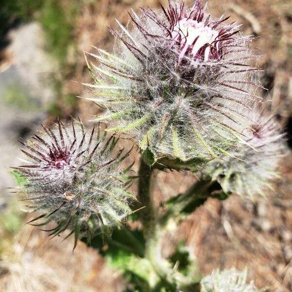 Cirsium edule Fleur