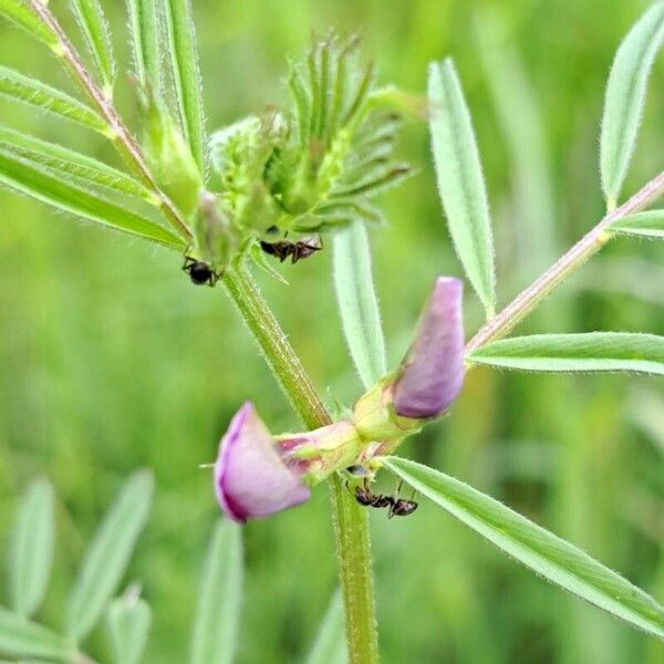 Vicia sativa Flower