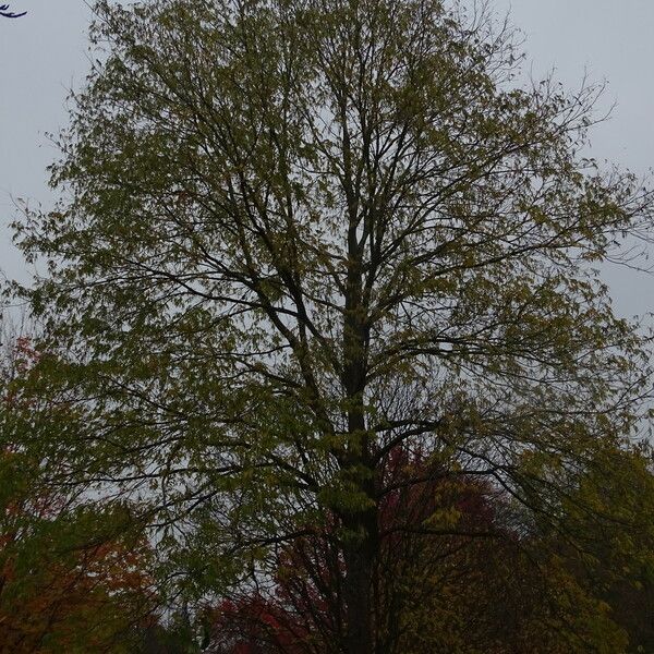 Carya illinoinensis Tervik taim