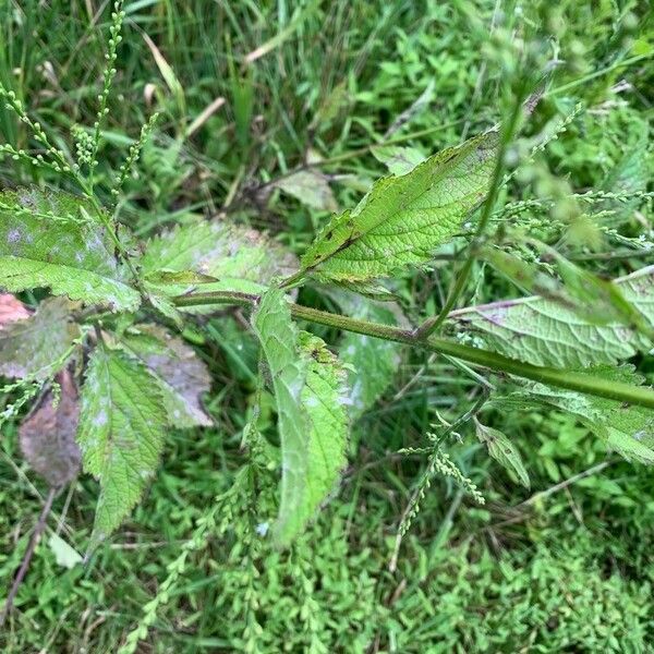 Verbena urticifolia Leaf