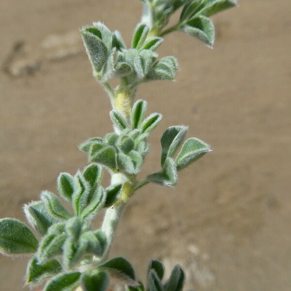 Medicago marina Hoja