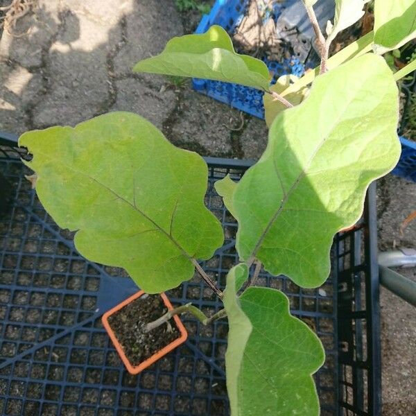 Solanum melongena Folha