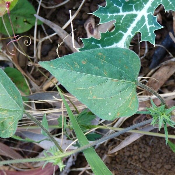 Ipomoea eriocarpa Лист