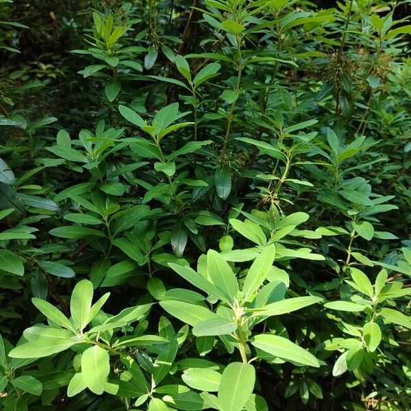 Kalmia angustifolia Хабит