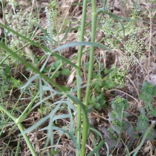 Falcaria vulgaris Blatt