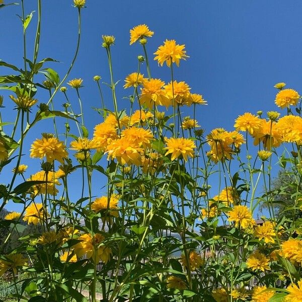 Rudbeckia laciniata Blüte