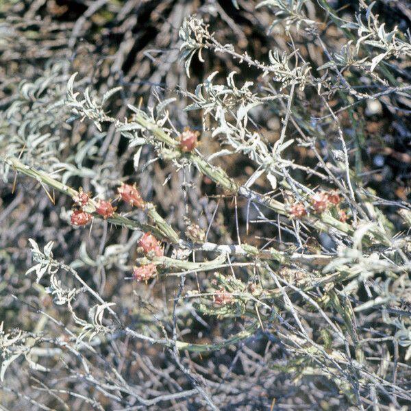 Cylindropuntia leptocaulis Fruct