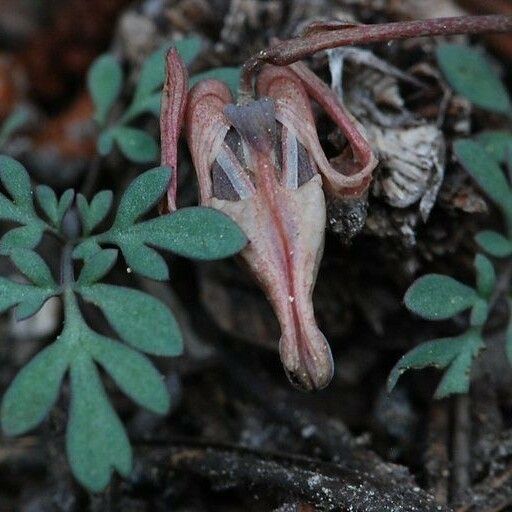 Dicentra uniflora Blomst