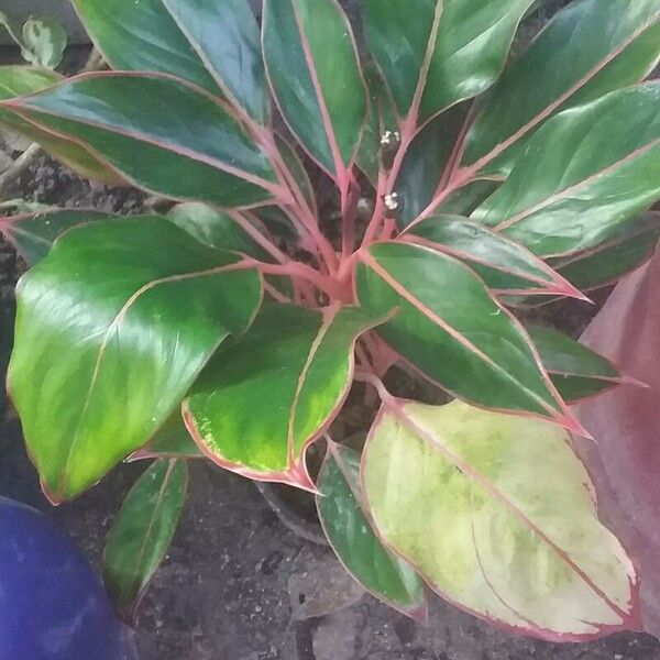 Aglaonema commutatum Deilen