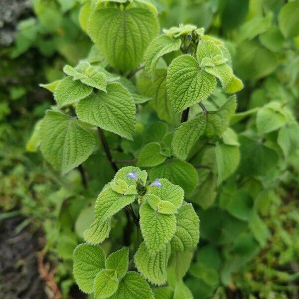 Salvia tiliifolia Лист