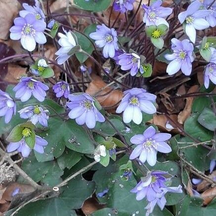 Anemone hepatica Blomst