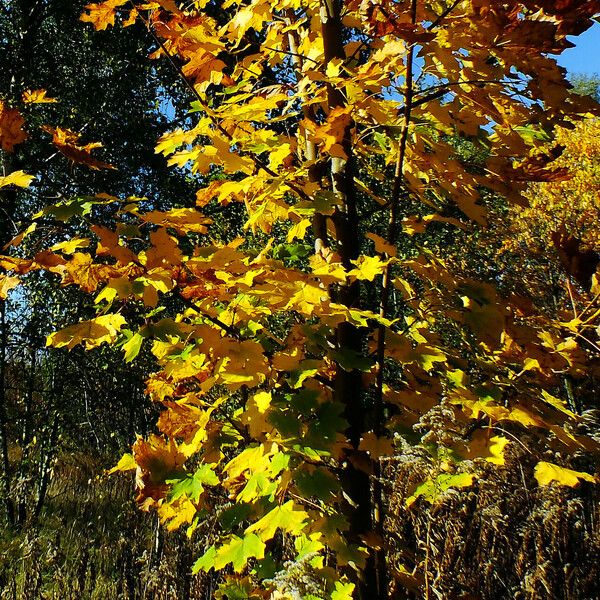 Acer platanoides برگ